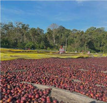 ETHIOPIA Guji Alaka FILTER
