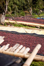 ETHIOPIA Gara Agena FILTER