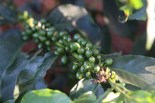 KENYA Gicherori AB Embu ESPRESSO
