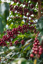 RWANDA Gishamwana Island FILTER
