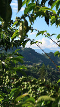 COLOMBIA Pink Bourbon - Adrian Lasso | SPECIAL EDITION