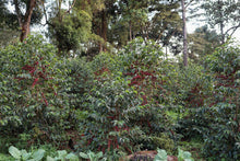 ETHIOPIA Yirgacheffe Xinoo ESPRESSO