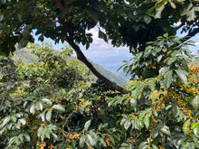 GUATEMALA Jacaltenango Rio Azul ESPRESSO