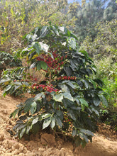 GUATEMALA Jacaltenango Rio Azul ESPRESSO