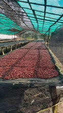 ETHIOPIA Sidamo Shafeta ESPRESSO